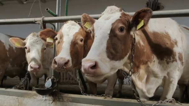 건초를 젖짜는 소들이 현대식 — 비디오