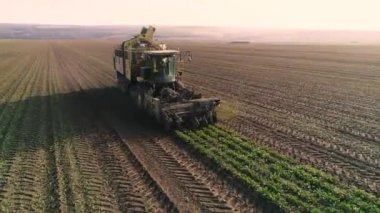 Şeker pancarı kökü toplama işlemi, güneş ışığı. Havadan.