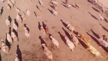 Ağılda ya da otlakta koşan bir sürü inek var. Köyde çok sığır var..