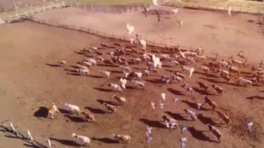 Ağılda ya da otlakta koşan bir sürü inek var. Köyde bir sürü sığır var. Uçan kuş sürüsü