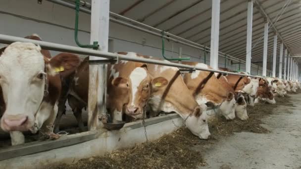 Modern Farm Tehénistálló Fejő Tehenek Eszik Széna — Stock videók