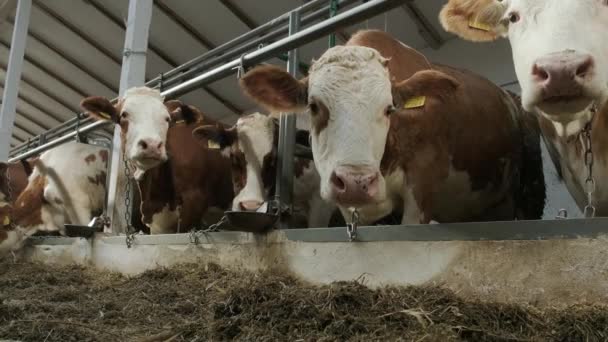 Moderne Boerderij Met Melkkoeien Die Hooi Eten — Stockvideo