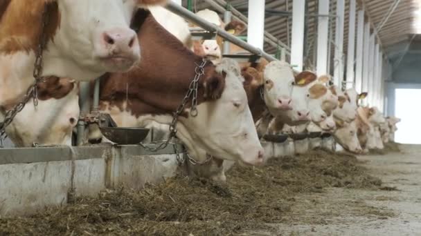 Moderna Stalla Agricola Con Mucche Latte Che Mangiano Fieno — Video Stock