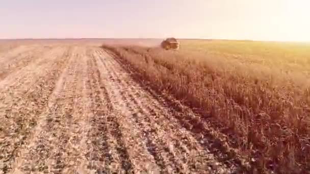 Сбор Кукурузного Поля Комбайном Начале Осени Складной Кукурузный Наконечник Вид — стоковое видео