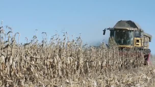 Cosecha Del Campo Maíz Con Combinar Principios Otoño Encabezado Maíz — Vídeos de Stock