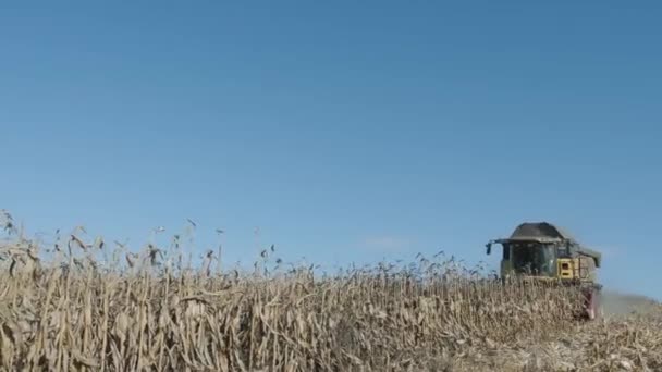 Cosecha Del Campo Maíz Con Combinar Principios Otoño Encabezado Maíz — Vídeos de Stock