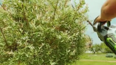 Bahçıvan çit için elektrikli budama makinesiyle yeşil parkta ağaç buduyor. Bahçede ağaç şekillendiren işçi.. 