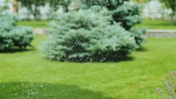 Närbild Vattning Trädgården Gräs Och Blommor Parken Vattendroppar Solljuset Automatisk — Stockvideo