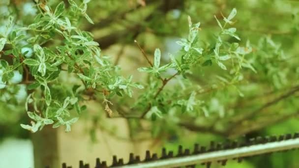 Grădinar Tăiere Copac Parc Verde Tuns Electric Pentru Gard Viu — Videoclip de stoc
