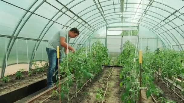 Работа Зеленой Среде Человек Заботится Растениях Стоя Оранжерее — стоковое видео