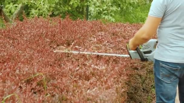 Tuinman Snoeien Heg Groen Park Met Elektrische Trimmer Voor Heg — Stockvideo