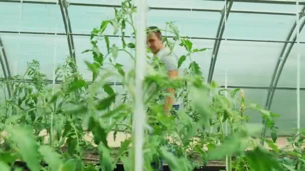 Trabalhando Ambiente Verde Homem Cuidando Plantas Enquanto Caminha Estufa — Vídeo de Stock