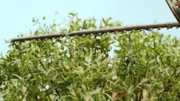 Tuinman Snoeien Boom Groen Park Met Elektrische Trimmer Voor Heg — Stockvideo
