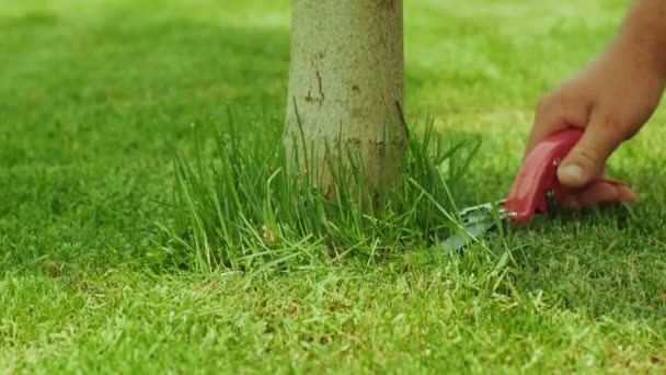 Menselijke Hand Met Behulp Van 2Schaar Gras Maaien Maait Gras — Stockvideo