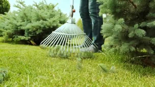 Rushprozess Gärtner Harkt Äste Von Fichten Nachdem Einen Nadelbaum Und — Stockvideo