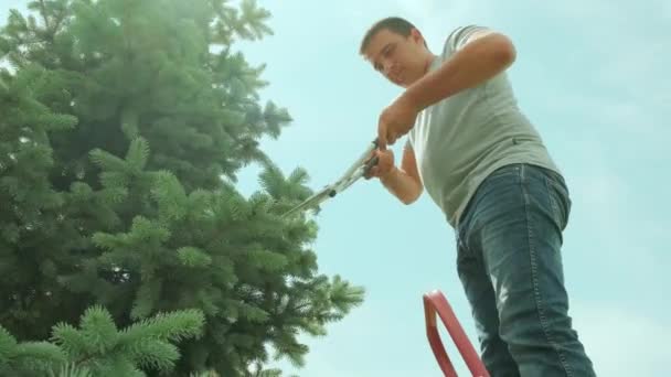 Een Tuinman Knipt Dennenboom Met Een Schaar Een Trapladder Zomertuin — Stockvideo