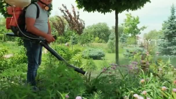 Pulverizar Pesticida Ecológico Agricultor Fumigar Máscara Protetora Copos Árvores Arbustos — Vídeo de Stock