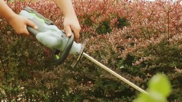Çit Için Elektrikli Budama Makinesiyle Yeşil Parktaki Çitleri Buduyor Bahçede — Stok video