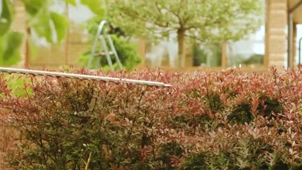 ヘッジのための電気トリマーと緑の公園で庭師のトリミングヘッジ 庭で忙しいフェンスを形成する労働者 裏庭にオレンジの電気トリマーで低木の植物を切断 — ストック動画