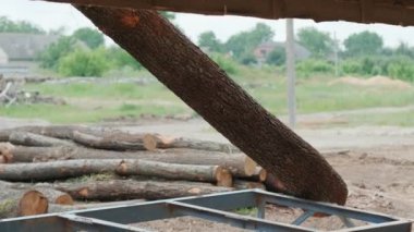 Büyük kereste çamı, ladin, vinç yakalayıcı traktör makinesinden sedir kütükleri yüklüyorum. Bıçkıhanede kozalaklı kereste nakliyesi. 