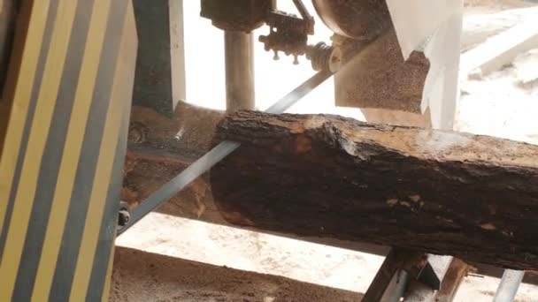 木の生産工場でミシンの切断松の木のログの閉鎖 製材所での木材加工と切断 製材所での製造プロセス パワーマシン上のソーイングの森 — ストック動画