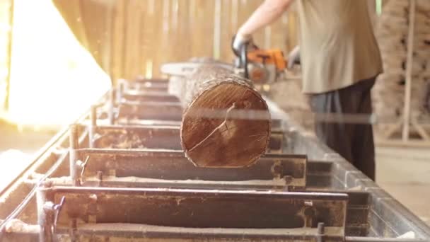 Kettingzaag Actie Die Hout Zaagt Hout Met Zaag Stof Bewegingen — Stockvideo