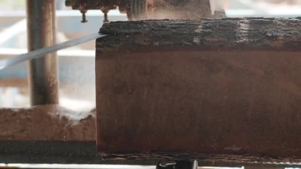 Nahaufnahme Eines Gefällten Kiefernstammes Auf Einer Sägemaschine Der Holzproduktionsfabrik Holzmaterialbearbeitung — Stockvideo