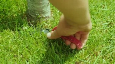 Çim biçmek için 2 makas kullanan insan eli çimleri biçer ağacın yanındaki çimleri biçer