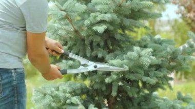 Bir bahçıvan, yaz bahçesinde merdivende duran çam ağacını makasıyla kesiyor.