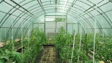 Yeşil ortamda çalışmak. Serada yürürken bitkilerle ilgilenen adam.