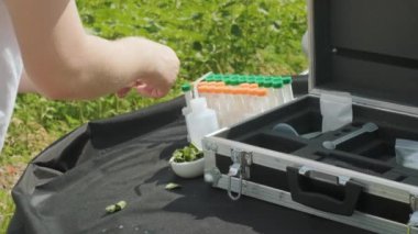 Profesyonel cam taşıyıcısı olan bir laboratuvar çalışanı tarlada hasat yapılmadan önce bitki filizlerini test ediyor..