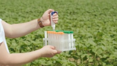 Profesyonel cam taşıyıcısı olan bir laboratuvar çalışanı tarlada hasat yapılmadan önce bitki filizlerini test ediyor..