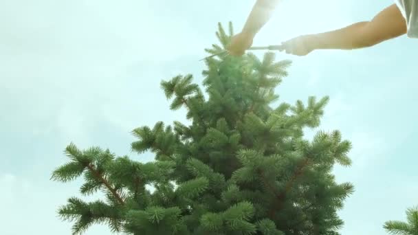 在夏天的花园里 一位园丁站在梯子上 用剪子修剪松树 — 图库视频影像