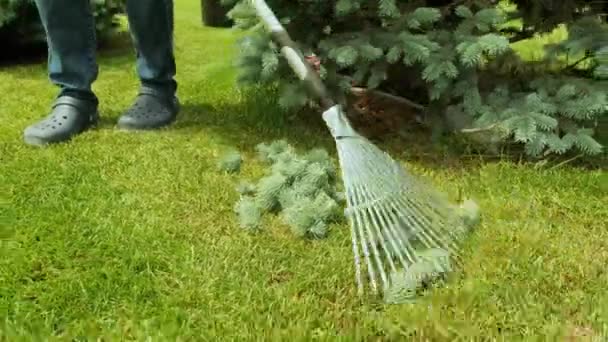Tırmıklama Işlemi Bahçıvan Mavi Kozalak Ağacı Çam Ağacını Kestikten Sonra — Stok video