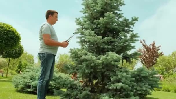 Een Tuinman Knipt Dennenboom Met Een Schaar Een Trapladder Zomertuin — Stockvideo