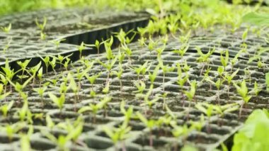 Kavanozda biber filizleri. Tohumlar. Biber fidanlığı. Bebek biberli sera. Toprak dolu çömlekler..