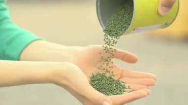 Lahana tohumlu kadın elleri. Lahana tohumları bir konserve kutusundan bir ziraatçinin ellerine dökülüyor.