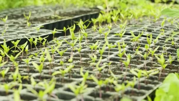 ポットに小さなもやしピーマン 苗だよ ピーマンの保育園 ピーマン工場の温室 土でいっぱいのポット — ストック動画