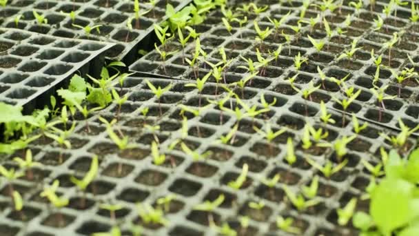 Pequenos Brotos Pimentos Vasos Mudas Berçário Pimentos Estufa Com Plantas — Vídeo de Stock