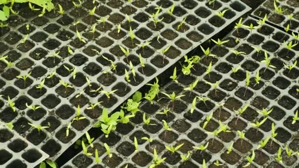 Malé Výhonky Papriky Květináčích Seedlings Mléko Papriky Skleník Dětskou Paprikou — Stock video