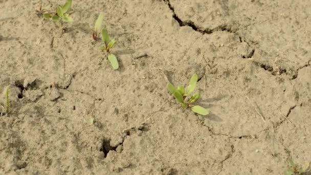 Campo Remolacha Pequeños Brotes Remolacha Granja Brotes Verdes Jóvenes Suelo — Vídeos de Stock