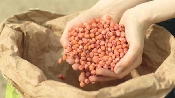 トウモロコシの穀物の袋を持つ農家の手 女性の手に赤トウモロコシの穀物 — ストック動画