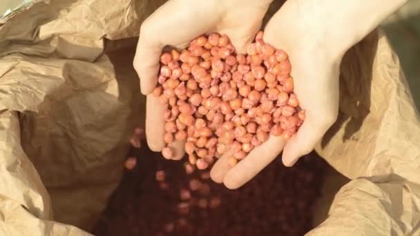 Руки Фермера Мешками Зерна Кукурузы Красные Кукурузные Зёрна Руках Женщины — стоковое видео