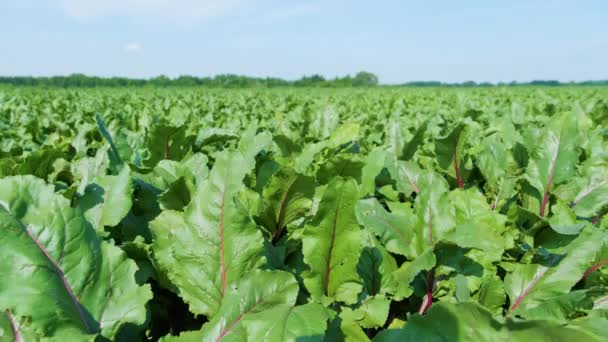 Červená Řepa Organická Řepa Listy Půdním Pozadí — Stock video