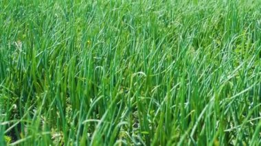 Toprakta taze soğan yetişiyor. Organik tarım, tarlada sıralar. Yeşillenmiş yeşil soğan yakın plan..