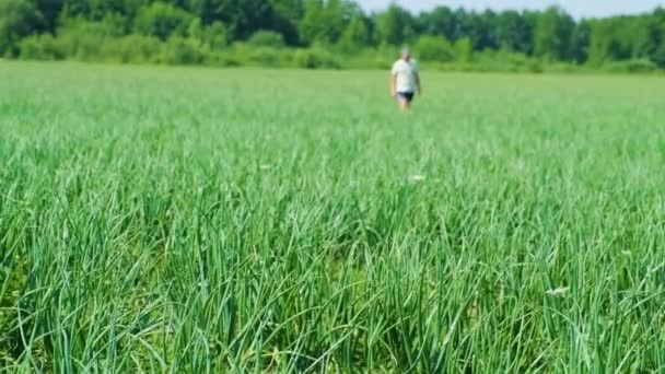 农民在田里散步 检查庄稼洋葱种植情况 有机耕作 田里排成行 发芽的绿色洋葱 — 图库视频影像