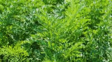 Toprakta yetişen havuç, organik tarım, tarlada sıra sıra, yakın plan.