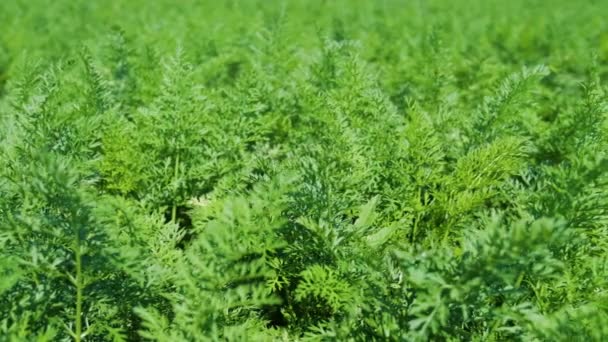 Plante Carotte Poussant Dans Terre Agriculture Biologique Rangées Dans Champ — Video