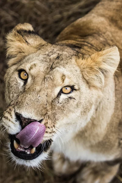 Lions Sur Une Promenade Reposer — Photo