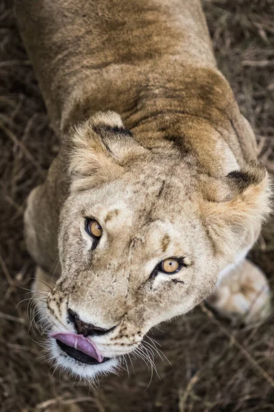 Lwy Spacerze Odpoczynku — Zdjęcie stockowe